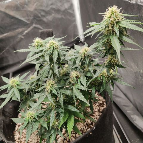 Hulk sacizero growlog timeline photo