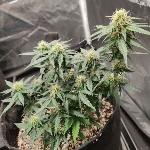 Hulk sacizero growlog timeline photo