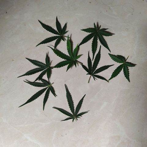 Hulk sacizero growlog timeline photo