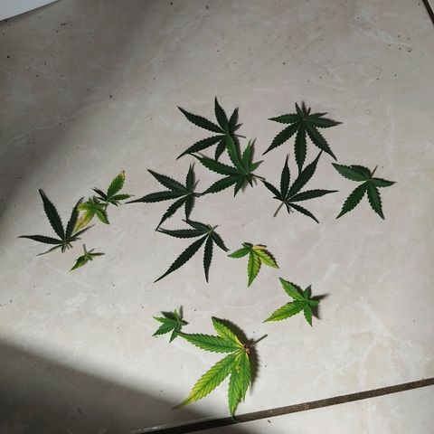 Hulk sacizero growlog timeline photo