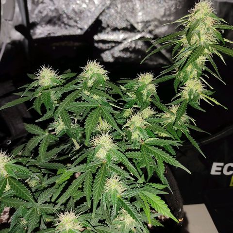 Hulk sacizero growlog timeline photo