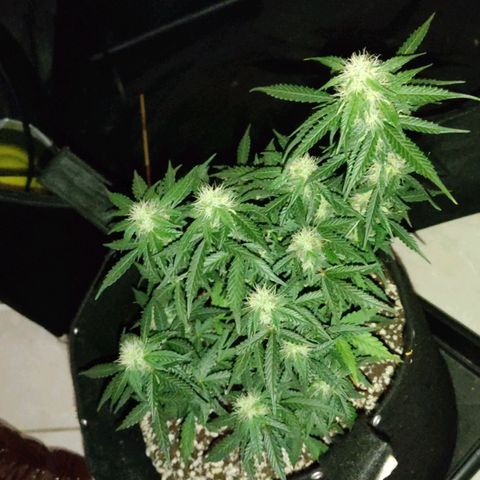 Hulk sacizero growlog timeline photo
