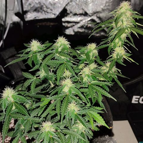 Hulk sacizero growlog timeline photo
