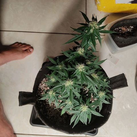 Hulk sacizero growlog timeline photo