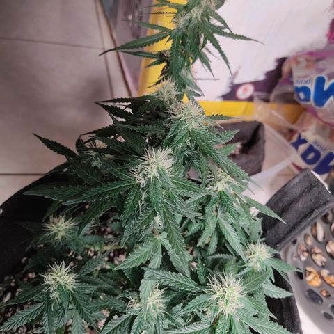 Hulk sacizero growlog timeline photo