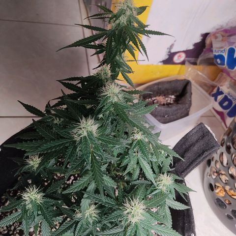 Hulk sacizero growlog timeline photo