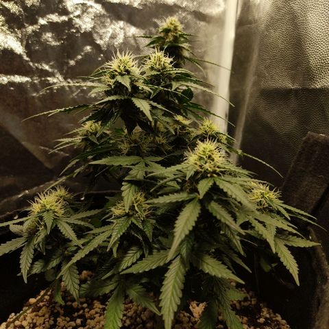 Hulk sacizero growlog timeline photo