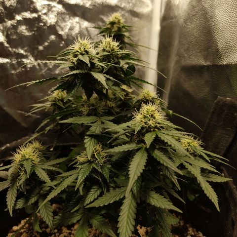 Hulk sacizero growlog timeline photo