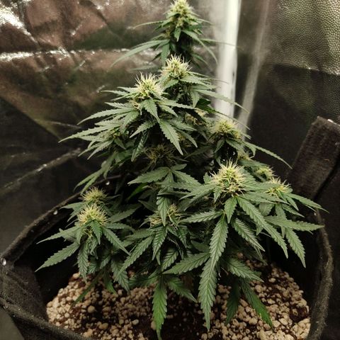 Hulk sacizero growlog timeline photo