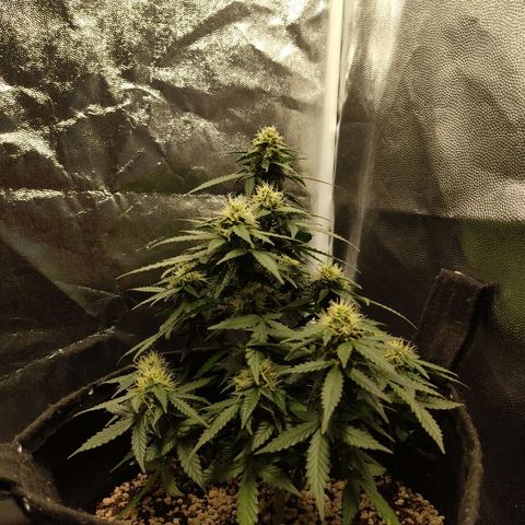 Hulk sacizero growlog timeline photo