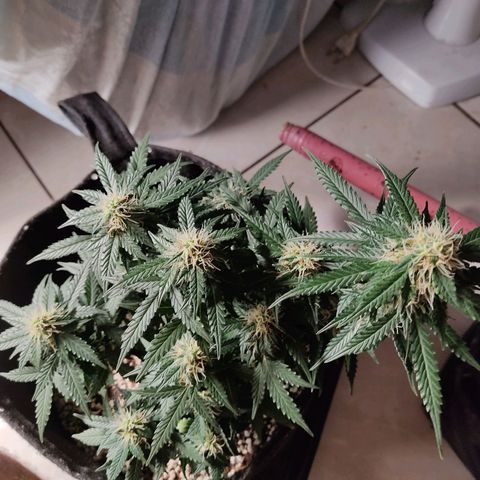 Hulk sacizero growlog timeline photo
