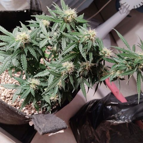 Hulk sacizero growlog timeline photo