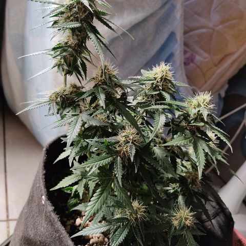 Hulk sacizero growlog timeline photo