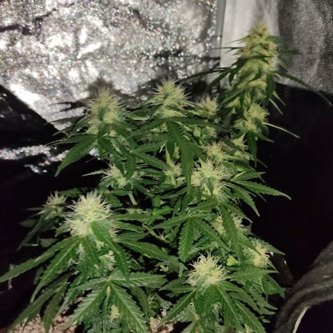 Hulk sacizero growlog timeline photo