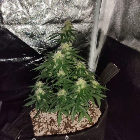 Hulk sacizero growlog timeline photo