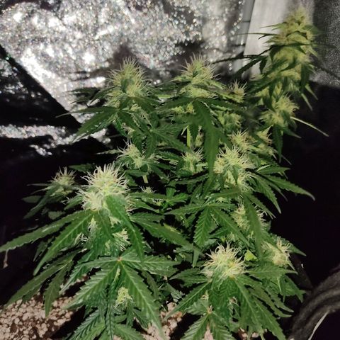 Hulk sacizero growlog timeline photo