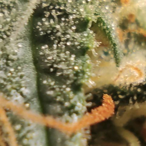 Hulk sacizero growlog timeline photo