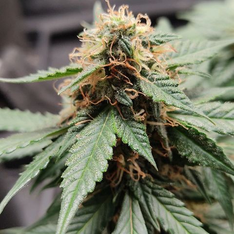 Hulk sacizero growlog timeline photo