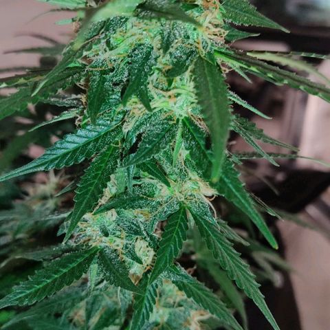 Hulk sacizero growlog timeline photo