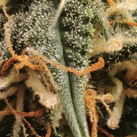 Hulk sacizero growlog timeline photo