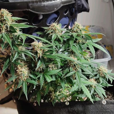Hulk sacizero growlog timeline photo