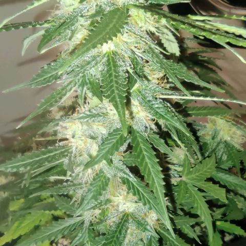 Hulk sacizero growlog timeline photo