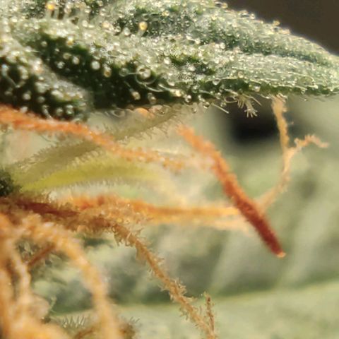 Hulk sacizero growlog timeline photo