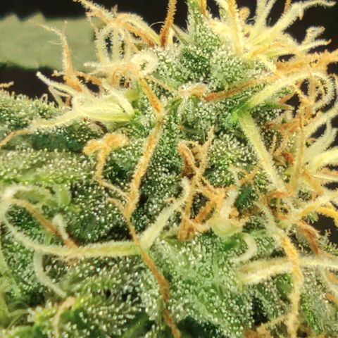 Hulk sacizero growlog timeline photo