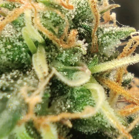 Hulk sacizero growlog timeline photo