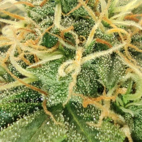 Hulk sacizero growlog timeline photo