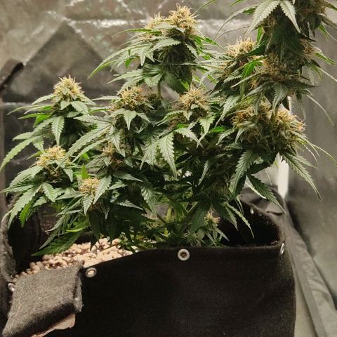 Hulk sacizero growlog timeline photo