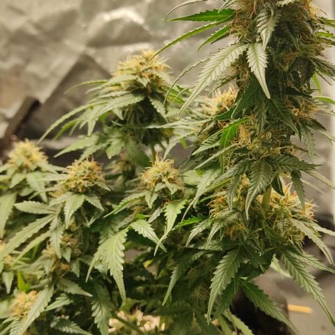 Hulk sacizero growlog timeline photo