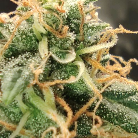 Hulk sacizero growlog timeline photo