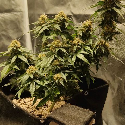 Hulk sacizero growlog timeline photo