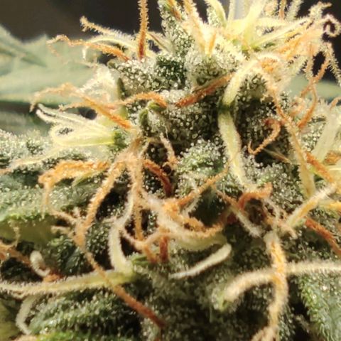 Hulk sacizero growlog timeline photo