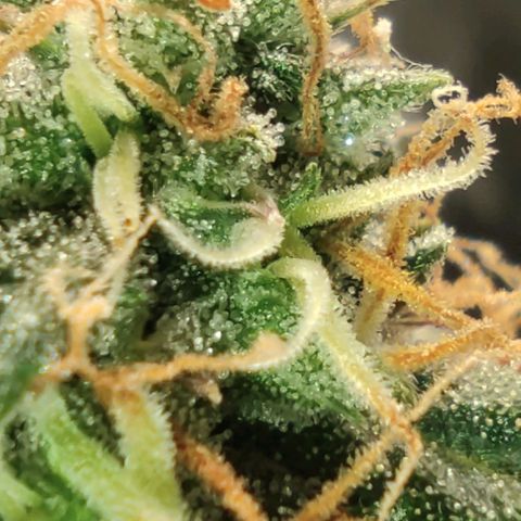 Hulk sacizero growlog timeline photo