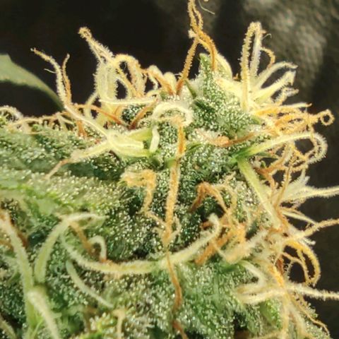 Hulk sacizero growlog timeline photo