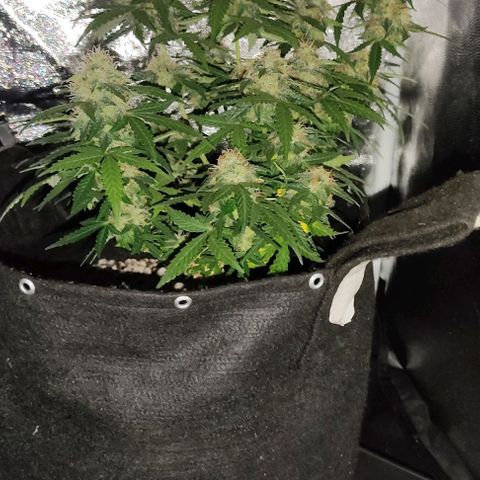 Hulk sacizero growlog timeline photo