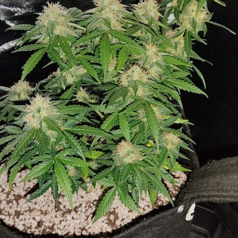 Hulk sacizero growlog timeline photo