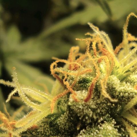 Hulk sacizero growlog timeline photo