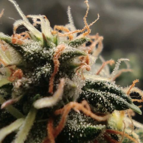 Hulk sacizero growlog timeline photo