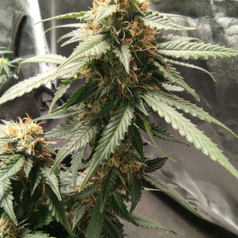 Hulk sacizero growlog timeline photo