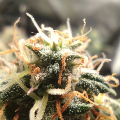 Hulk sacizero growlog timeline photo