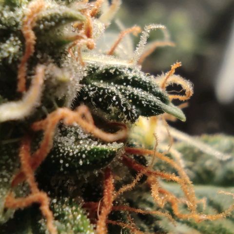 Hulk sacizero growlog timeline photo