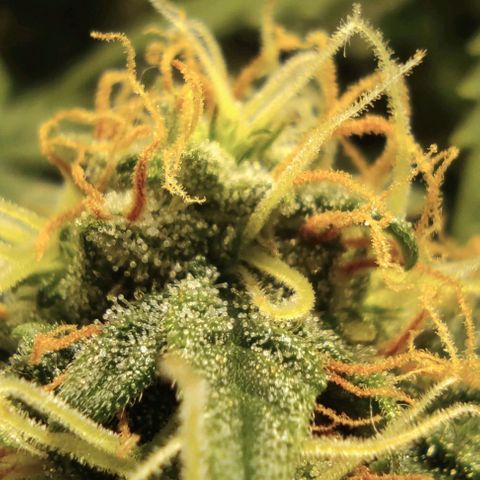Hulk sacizero growlog timeline photo