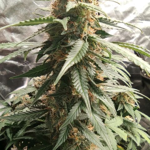Hulk sacizero growlog timeline photo