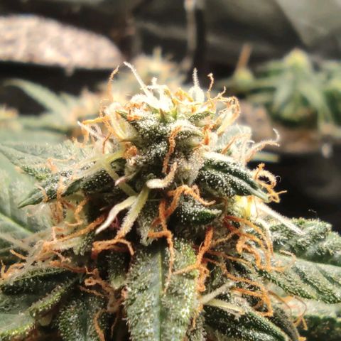 Hulk sacizero growlog timeline photo