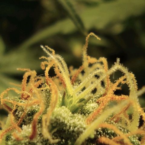 Hulk sacizero growlog timeline photo