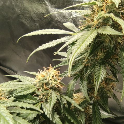 Hulk sacizero growlog timeline photo