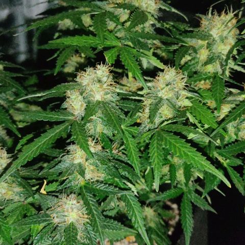 Hulk sacizero growlog timeline photo